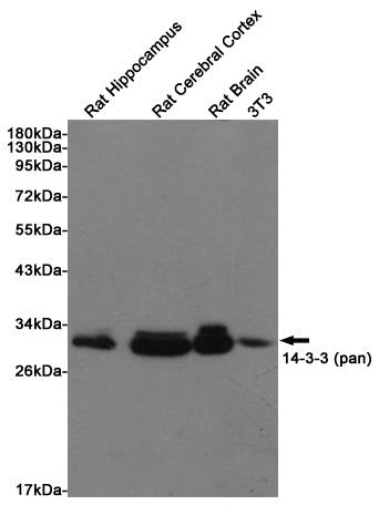 14-3-3 (pan) Rabbit pAb