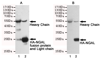 Rabbit IgG (5B2) Mouse mAb