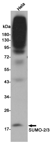 Sumo 2/3 (3F7) Mouse mAb