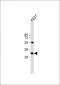 Stanniocalcin-2 (STC2) Antibody (N-term)