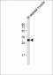 Stanniocalcin-2 (STC2) Antibody (N-term)