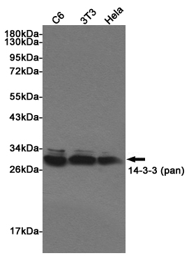 14-3-3 (pan) Rabbit pAb