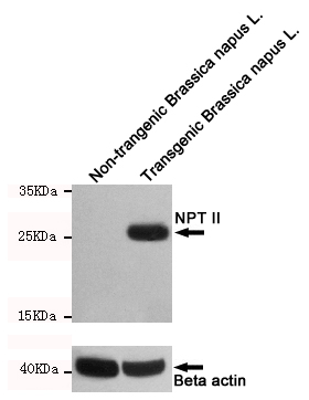 kan (4E9) Mouse mAb