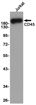 CD45 (8C1) Mouse mAb
