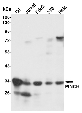 PINCH (3C12) Mouse mAb