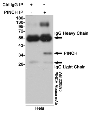 PINCH (3C12) Mouse mAb
