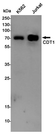 CDT1/DUP Rabbit pAb