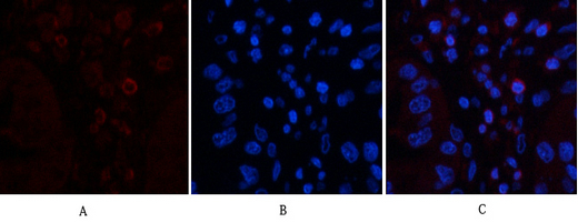 CD45 (8C1) Mouse mAb