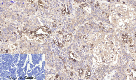 CD45 (8C1) Mouse mAb