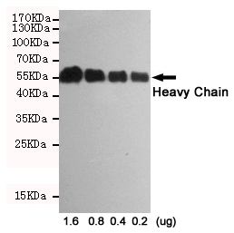 Rabbit IgG (5B2) Mouse mAb
