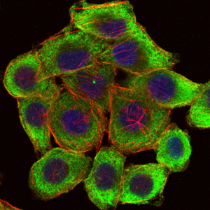 PINCH (3C12) Mouse mAb