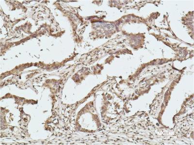 Histone H2B (7E2) Mouse mAb