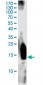 CTLA4 monoclonal antibody (M33), clone 8D7