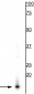 Anti-Alpha Synuclein Antibody