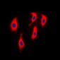 Anti-ACTN2 Antibody