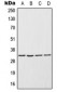 Anti-ENDOG Antibody