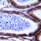 Anti-Granzyme B/H Antibody