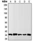 Anti-Granzyme B/H Antibody