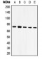 Anti-GRP75 Antibody