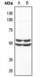 Anti-SMAD1 Antibody