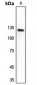 Anti-DNA Polymerase delta 1 Antibody