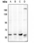 Anti-AMPK alpha 1/2 Antibody