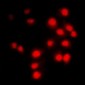 Anti-Cyclin A1/2 Antibody