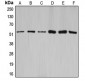 Anti-Cyclin A1/2 Antibody