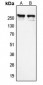 Anti-NCOR1 Antibody