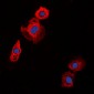 Anti-Collagen 20 alpha 1 Antibody