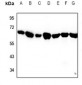 Anti-Alpha-tubulin 3C/D/E Antibody