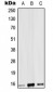 Anti-IL-9 Antibody