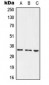 Anti-PLSCR1 Antibody