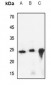 Anti-CREG1 Antibody