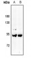 Anti-A-MYB Antibody