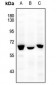 Anti-NFIA Antibody