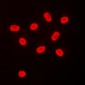 Anti-SP3/4 Antibody