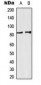 Anti-SP3/4 Antibody