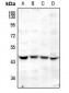 Anti-MFG-E8 Antibody