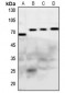 Anti-Frizzled 1/2/7 Antibody