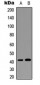 Anti-GPR68 Antibody