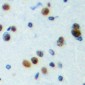 Anti-NPAS4 Antibody