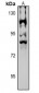 Anti-NPAS4 Antibody