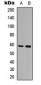 Anti-MST1/2 (pT183) Antibody