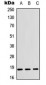 Anti-Cofilin Antibody