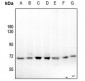 Anti-p67 Antibody