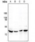 Anti-MARK Antibody