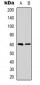 Anti-NRBP1 Antibody