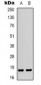 Anti-MYL9 Antibody