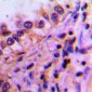 Anti-PEX19 Antibody